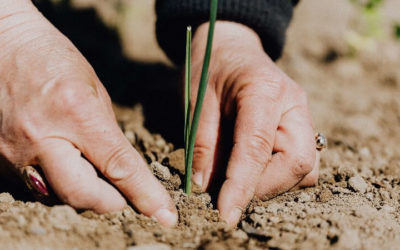 Alimenta Brasil: governo cria programa para incentivar agricultura familiar