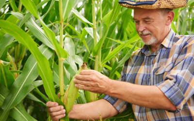 IN RFB 2185-24: mudanças para o produtor rural pessoa física