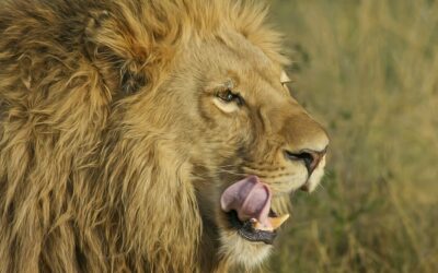 Golpes do IR 2025 aumentam após o prazo de entrega