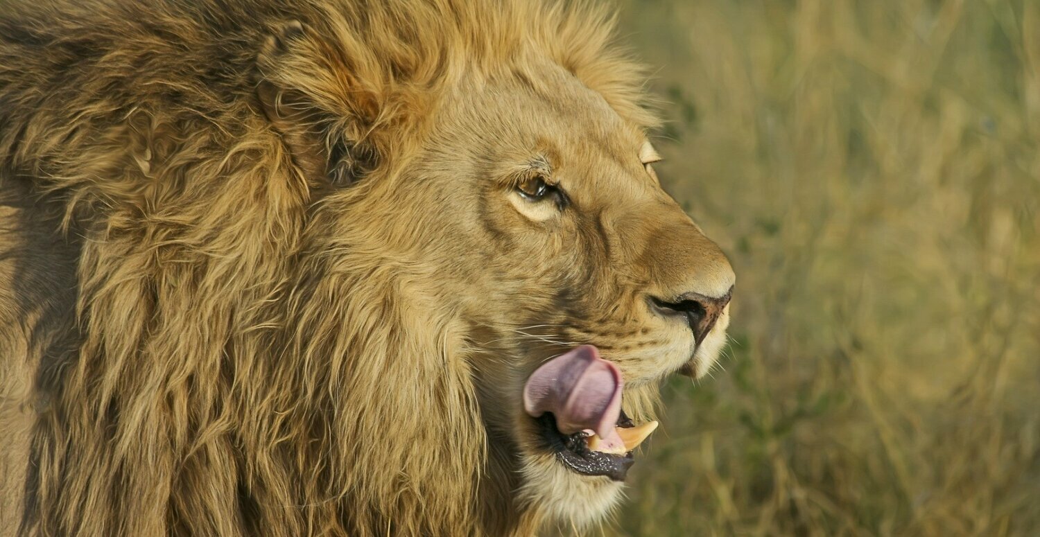 Golpes do IR 2025 aumentam após o prazo de entrega Golpes do IR 2025 aumentam após o prazo de entrega