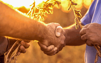 Agronegócio em Mato Grosso: quais impostos podem ser reduzidos hoje?