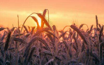 A nova era da segurança no campo: como a harmonização entre NR-1 e NR-31 impacta a gestão rural e o eSocial