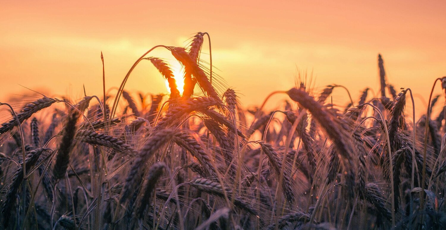 A nova era da segurança no campo: como a harmonização entre NR-1 e NR-31 impacta a gestão rural e o eSocial A nova era da segurança no campo: como a harmonização entre NR-1 e NR-31 impacta a gestão rural e o eSocial