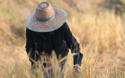 MTE esclarece que NR-31 não exige substituição do chapéu por capacete no trabalho rural